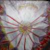 Angellic Wheel Of Fireopen Heart Chakra - Acrylic Paintings - By Sandy Davis, Folk Painting Artist