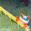 Blue Frog - Oil On Museum Quality Flat Pan Paintings - By Helen Gallaway, Painterly Painting Artist
