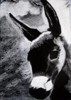 Charcoal Donkey Baby - Charcoal  Pastel Drawings - By Helen Gallaway, Contemporary Drawing Artist