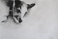 My Beloved Poppy - Charcoal  Pastel Drawings - By Helen Gallaway, Contemporary Drawing Artist