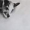 My Beloved Poppy - Charcoal  Pastel Drawings - By Helen Gallaway, Contemporary Drawing Artist