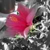 Bosnia Blooms - Film Photography - By Elizabeth Vancamp, Realism Photography Artist