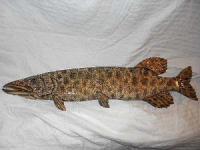 Living Waters - Wooden Alligator Gar 1 - Wood Watercolors Varnish