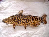 Wooden Brown Bullhead Catfish - Wood Watercolors Varnish Woodwork - By Lisa Ruggiero, Realism Woodwork Artist