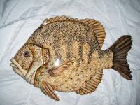 Wooden Blue Gill - Wood Watercolors Varnish Woodwork - By Lisa Ruggiero, Realism Woodwork Artist