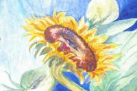 Sunflower - Watercolor Paintings - By Stephanie Derra, Outsider Art Painting Artist