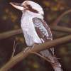 Blue Winged Kookaburra - Acrylics And Pigmented Ink Paintings - By Dallas Nyberg, Realism Painting Artist