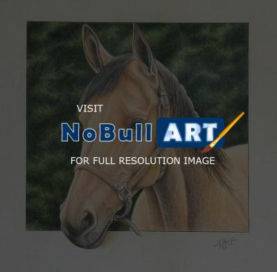Recent Work - Horse - Color Pencil