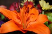 Flowers - Close Up Orange Flower - Digital