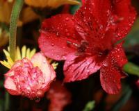 Dew Soaked Flowers - Digital Photography - By Danielle Turner, Nature Photography Artist