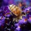 Bee In The Butterfly Bush - Photograph Photography - By David Lazaro, Photography Photography Artist