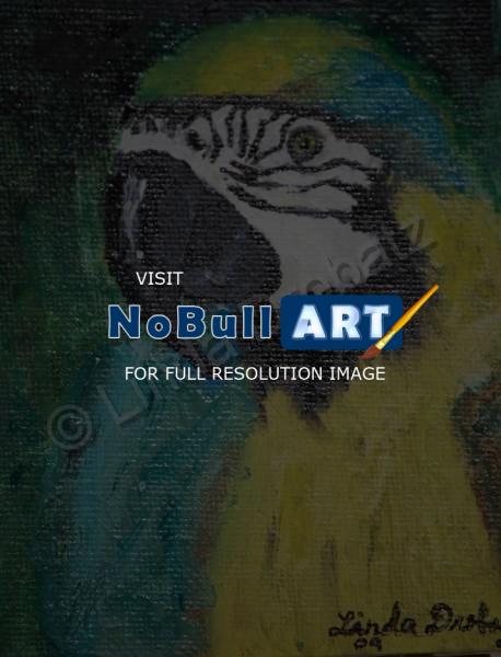 Oil Paintings - Macaw - Oil