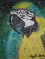 Macaw - Oil Paintings - By Linda Drobatz, Impressionism Painting Artist