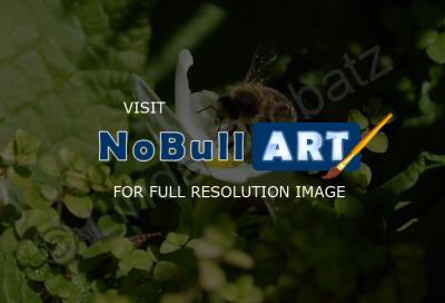 Photography - Bumble Bee - Photo