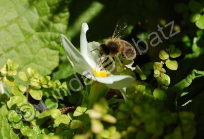 Photography - Bumble Bee - Photo