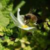 Bumble Bee - Photo Photography - By Linda Drobatz, Realism Photography Artist