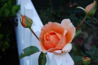 Joey - Photo Photography - By Linda Drobatz, Realism Photography Artist