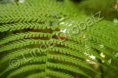 Photography - Fern - Photo