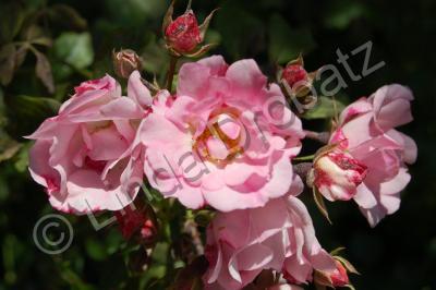 Photography - Three Sisters - Photo