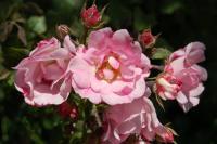 Three Sisters - Photo Photography - By Linda Drobatz, Realism Photography Artist