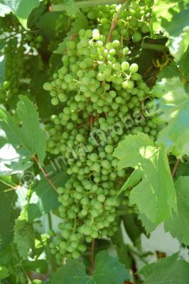 Photography - Grapes - Photo