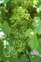 Grapes - Photo Photography - By Linda Drobatz, Realism Photography Artist