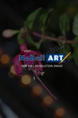 Photography - Escape - Photo
