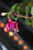 Escape - Photo Photography - By Linda Drobatz, Realism Photography Artist