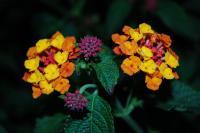 Twins - Photo Photography - By Linda Drobatz, Realism Photography Artist