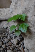 Untitled - Photo Photography - By Linda Drobatz, Realism Photography Artist