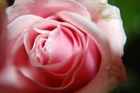 Untitled - Photo Photography - By Linda Drobatz, Realism Photography Artist