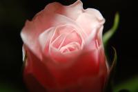 Untitled - Photo Photography - By Linda Drobatz, Realism Photography Artist