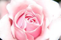 Untitled - Photo Photography - By Linda Drobatz, Realism Photography Artist