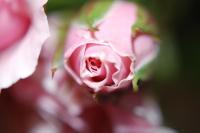 Untitled - Photo Photography - By Linda Drobatz, Realism Photography Artist