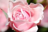 Untitled - Photo Photography - By Linda Drobatz, Realism Photography Artist