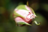 Untitled - Photo Photography - By Linda Drobatz, Realism Photography Artist