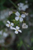 Untitled - Photo Photography - By Linda Drobatz, Realism Photography Artist