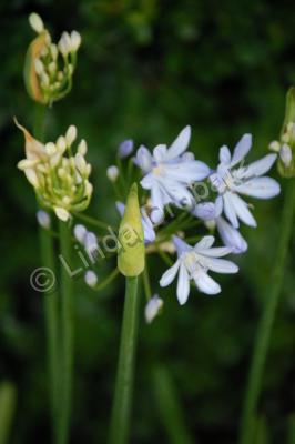 Photography - Untitled - Photo