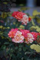Focus 1 - Photo Photography - By Linda Drobatz, Realism Photography Artist