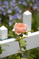 Untitled - Photo Photography - By Linda Drobatz, Realism Photography Artist