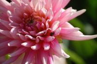 Untitled - Photo Photography - By Linda Drobatz, Realism Photography Artist
