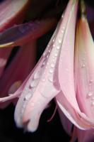 Untitled - Photo Photography - By Linda Drobatz, Realism Photography Artist
