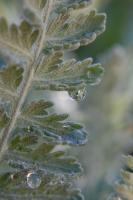 Untitled - Photo Photography - By Linda Drobatz, Realism Photography Artist