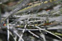 Untitled - Photo Photography - By Linda Drobatz, Realism Photography Artist