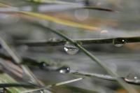 Untitled - Photo Photography - By Linda Drobatz, Realism Photography Artist