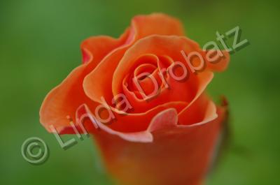 Photography - Baby Rose - Photo