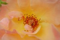 Pinky - Photo Photography - By Linda Drobatz, Realism Photography Artist