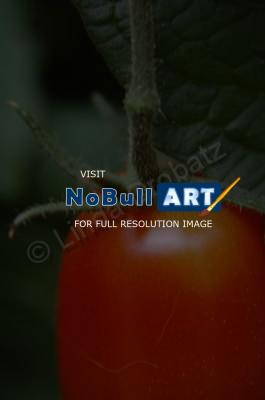 Photography - Tommy - Photo