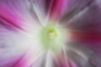 Untitled - Photo Photography - By Linda Drobatz, Realism Photography Artist