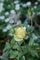 Beauty By The Garage - Photo Photography - By Linda Drobatz, Realism Photography Artist